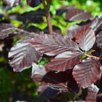 Carpinus betulus  'Purpurea' - Rode haagbeuk