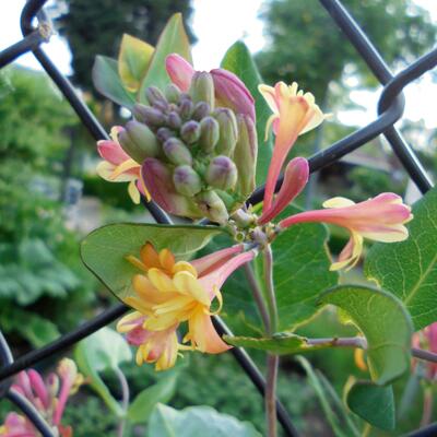 Kamperfoelie - Lonicera x heckrottii 'American Beauty'