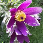 Pulsatilla vulgaris 'Violet' - Wildemanskruid