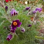 Pulsatilla vulgaris 'Violet' - Wildemanskruid