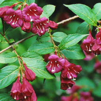 Weigela