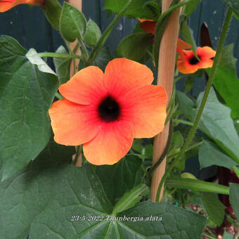 Thunbergia alata