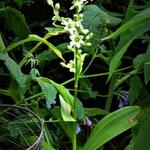 Veratrum grandiflorum - Nieswortel