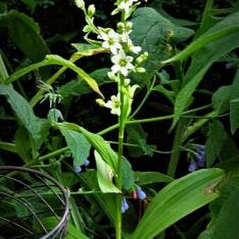 Veratrum grandiflorum