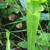 Sarracenia flava