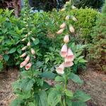 Digitalis purpurea 'Dalmatian Peach' - Vingerhoedskruid