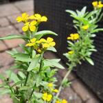 Erysimum cheiri 'Goldstaub' - Muurbloem, Lenteviolier