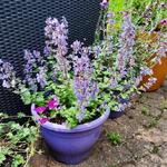 Nepeta x faassenii 'Purrsian Blue' - Kattekruid - Nepeta x faassenii 'Purrsian Blue'