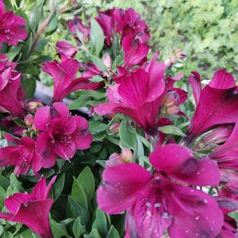 Alstroemeria 'INTICANCHA 'Dark Purple'