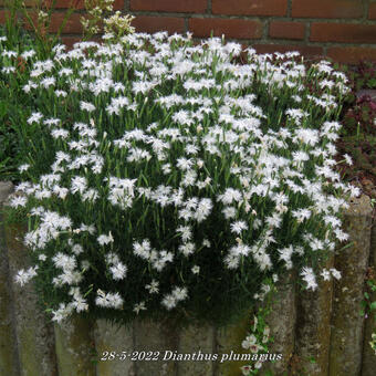 Dianthus plumarius