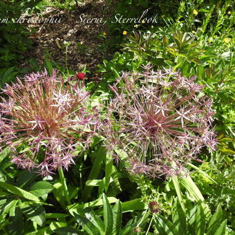 Allium christophii