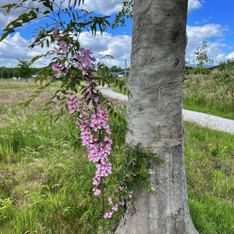 Robinia hispida