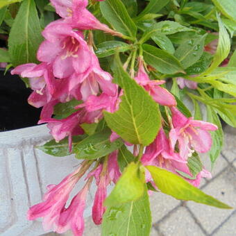 Weigela 'Picobella Rosa'