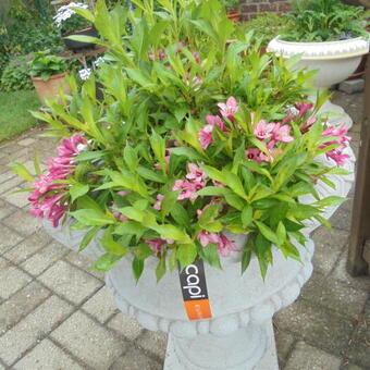 Weigela 'Picobella Rosa'