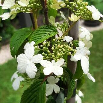 Viburnum plicatum 'Kilimandjaro Sunrise'