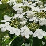 Viburnum plicatum 'Kilimandjaro Sunrise' - Japanse sneeuwbal