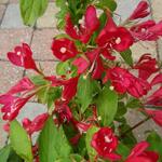 Weigela florida 'All Summer Red' - Weigelia