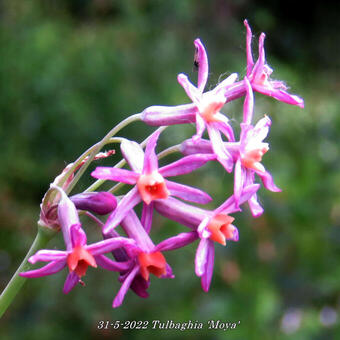 Tulbaghia 'Moya'