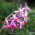 Tulbaghia 'Moya'