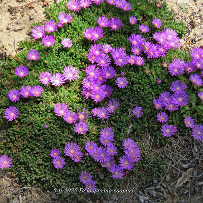 IJsbloem - Delosperma cooperi