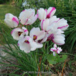 Ixia 'Spotlight' - Afrikaanse korenlelies