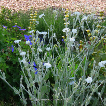 Lychnis coronaria 'Alba'