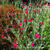 Lychnis coronaria 'Atrosanguinea'