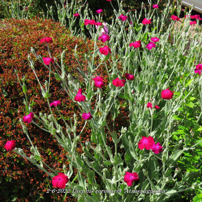 Prikneus - Lychnis coronaria 'Atrosanguinea'