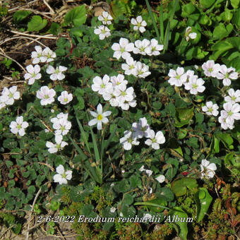 Erodium reichardii 'Album'