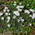 Erodium reichardii 'Album'