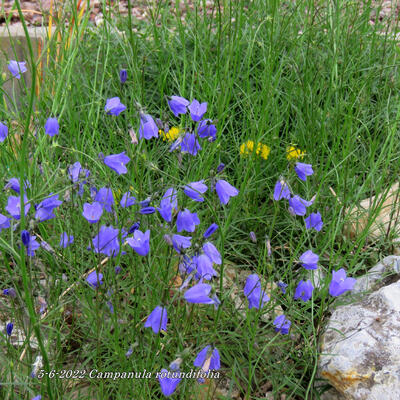 Grasklokje - Campanula rotundifolia