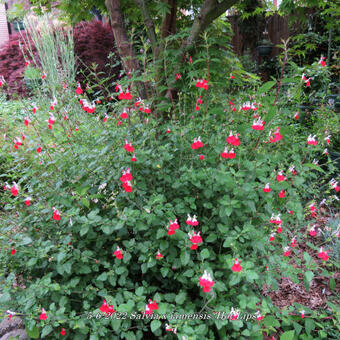 Salvia x jamensis 'Hot Lips'