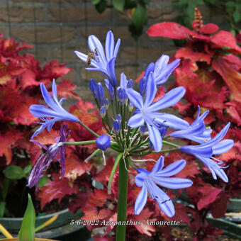 Agapanthus 'AMOURETTE Blue'