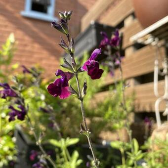 Salvia 'Nachtvlinder'