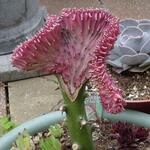 Euphorbia lactea 'Cristata' - Wolfberryplant, Wolfsmelk