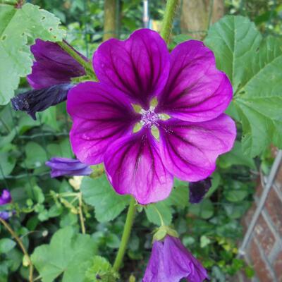 Grote kaasjeskruid - Malva sylvestris