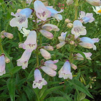 Penstemon 'Sour Grapes'