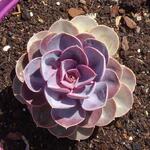 Echeveria 'Purple Pearl' - Echeveria