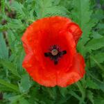 Papaver glaucum - Tulppapaver