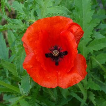 Papaver glaucum