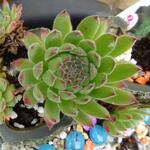 Sempervivum 'Frothy Coffee' - Huislook