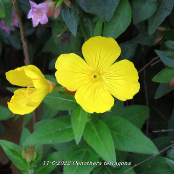 Oenothera tetragona