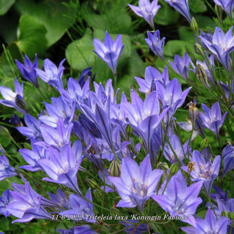 Triteleia laxa 'Koningin Fabiola'