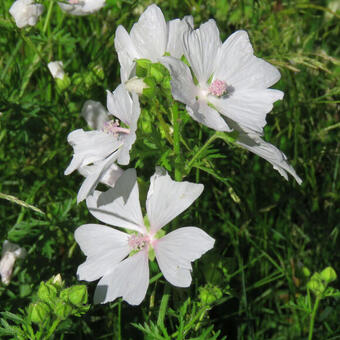 Malva moschata 'Alba'