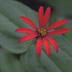 Zinnia peruviana - Zinnia