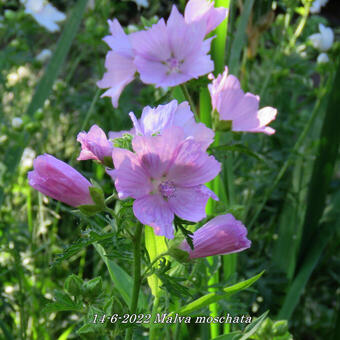 Malva moschata