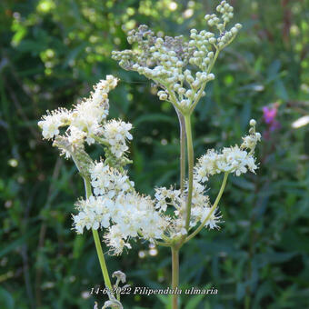 Filipendula ulmaria