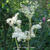 Filipendula ulmaria