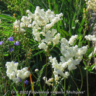 Filipendula vulgaris 'Multiplex'