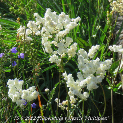 Knolspirea - Filipendula vulgaris 'Multiplex'